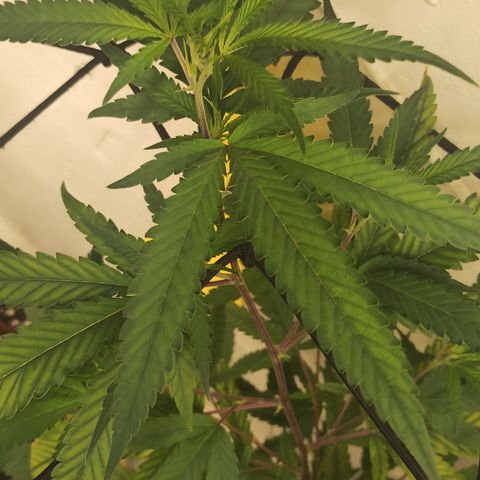 Joana growlog timeline photo