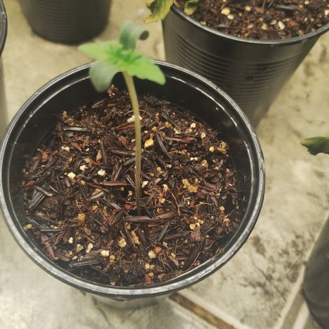 Girl scoout cokies growlog timeline photo