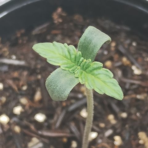 Girl scoout cokies growlog timeline photo
