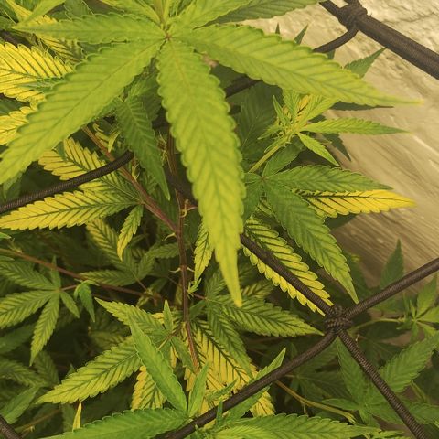 Ana growlog timeline photo