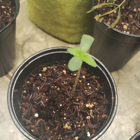 Gorilla growlog timeline photo