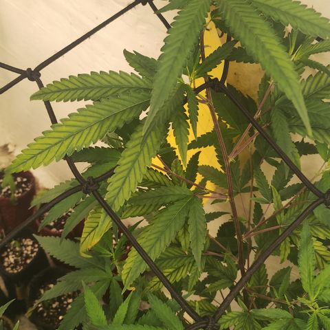Joana growlog timeline photo