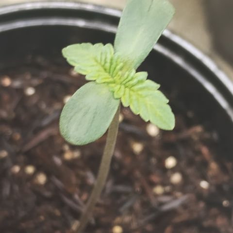 Gorilla growlog timeline photo