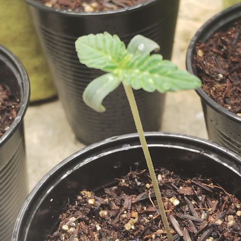 Girl scoout cokies growlog timeline photo