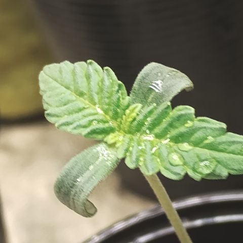 Girl scoout cokies growlog timeline photo