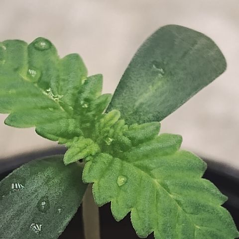 Gorilla growlog timeline photo