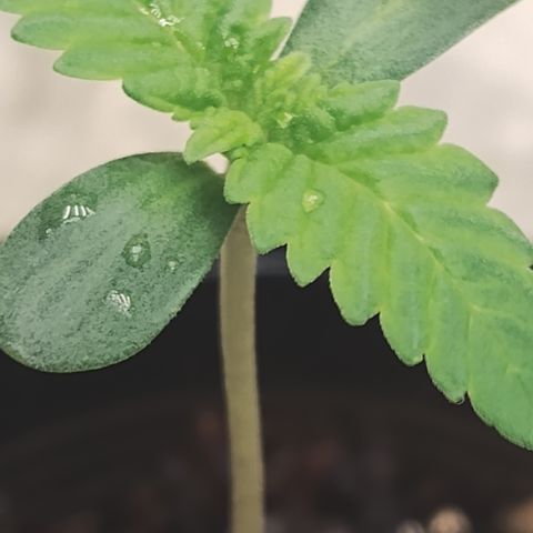 Gorilla growlog timeline photo