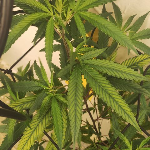 Joana growlog timeline photo