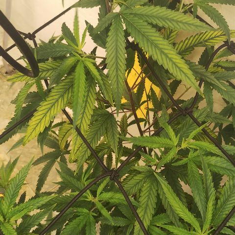Joana growlog timeline photo