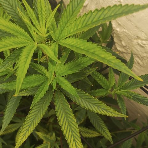 Ana growlog timeline photo