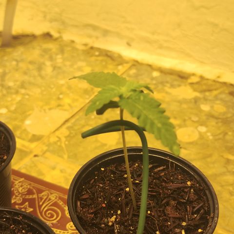 Girl scoout cokies growlog timeline photo