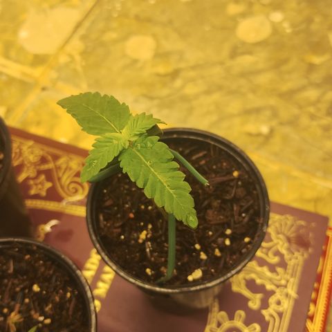 Girl scoout cokies growlog timeline photo