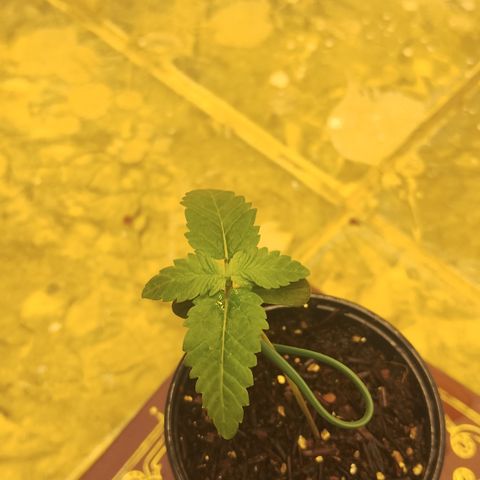 Gorilla growlog timeline photo