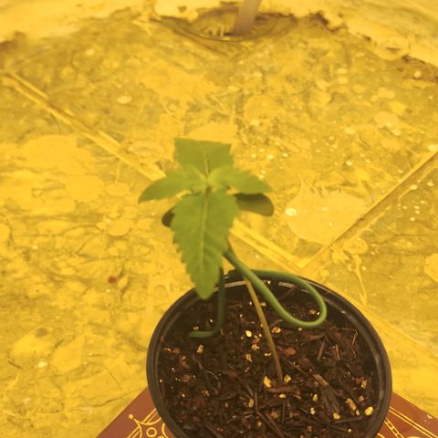 Gorilla growlog timeline photo