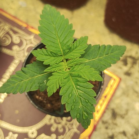 Girl scoout cokies growlog timeline photo
