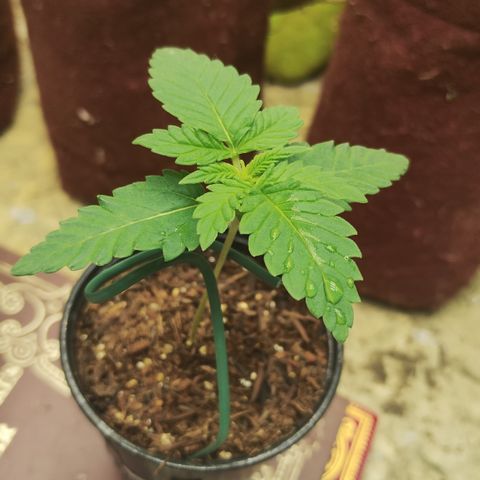 Girl scoout cokies growlog timeline photo