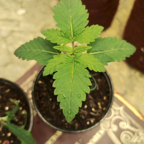 Gorilla growlog timeline photo