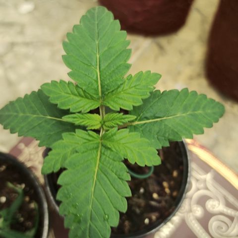 Gorilla growlog timeline photo