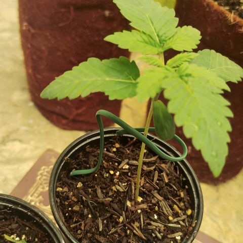 Gorilla growlog timeline photo