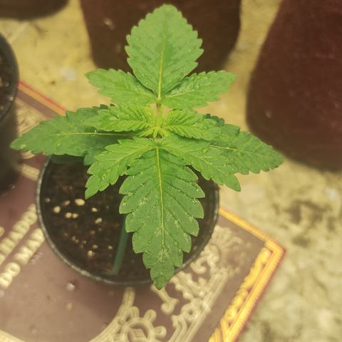 Girl scoout cokies growlog timeline photo