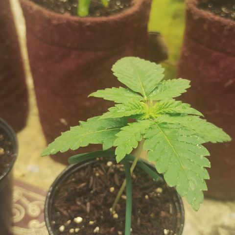Girl scoout cokies growlog timeline photo