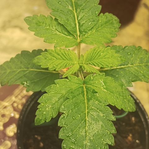 Gorilla growlog timeline photo