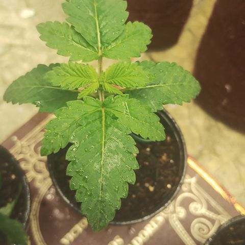 Gorilla growlog timeline photo