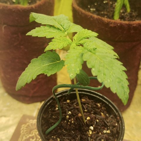 Gorilla growlog timeline photo