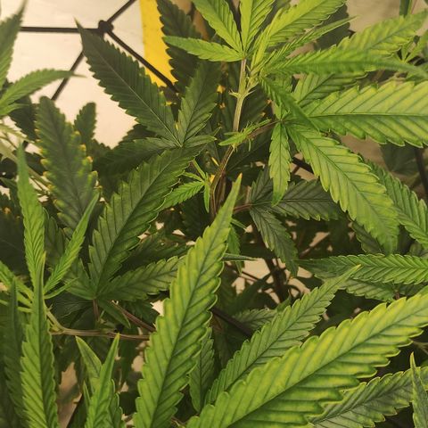 Joana growlog timeline photo