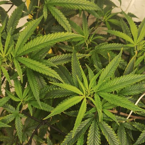 Joana growlog timeline photo