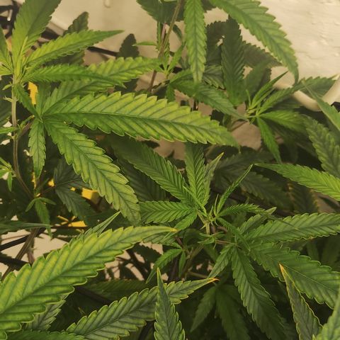 Joana growlog timeline photo