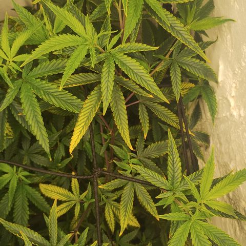 Ana growlog timeline photo