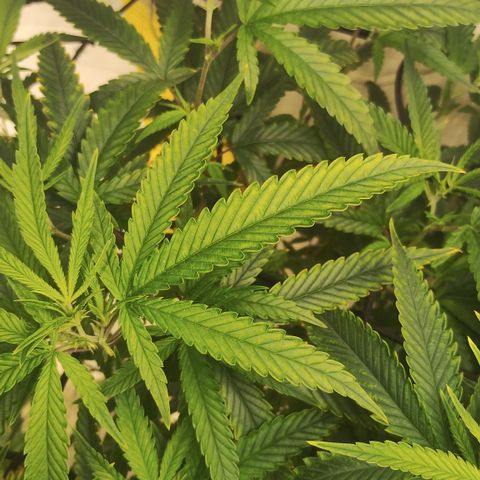 Joana growlog timeline photo