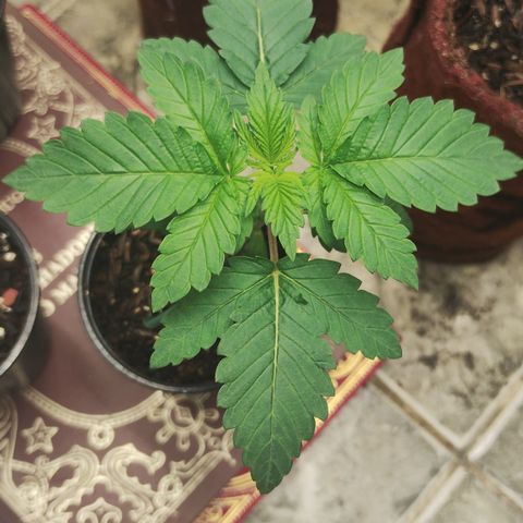 Gorilla growlog timeline photo