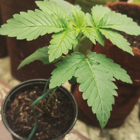 Gorilla growlog timeline photo
