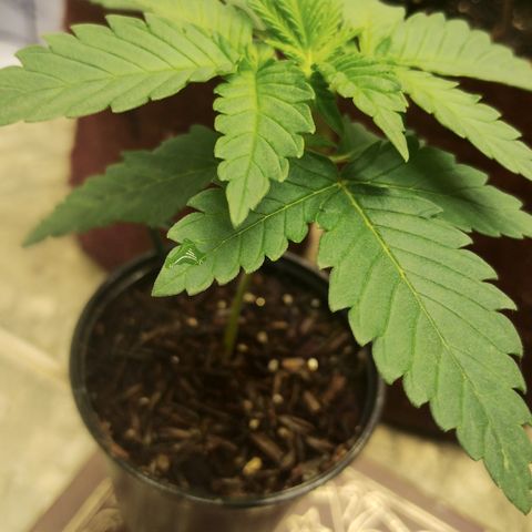 Girl scoout cokies growlog timeline photo