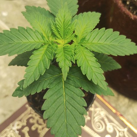 Girl scoout cokies growlog timeline photo