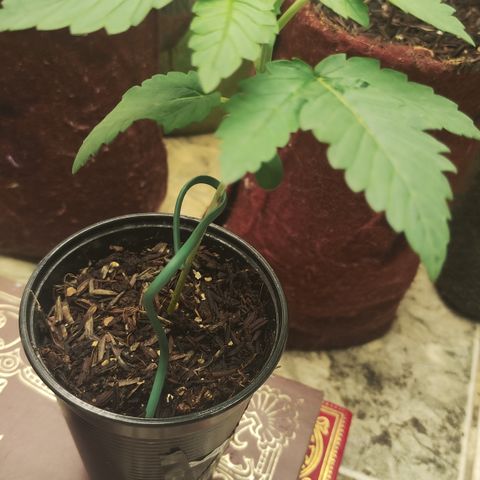 Gorilla growlog timeline photo