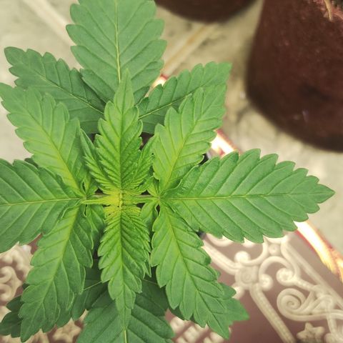 Girl scoout cokies growlog timeline photo