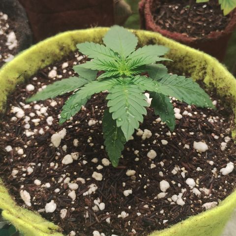 Girl scoout cokies growlog timeline photo