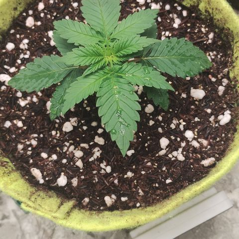 Girl scoout cokies growlog timeline photo