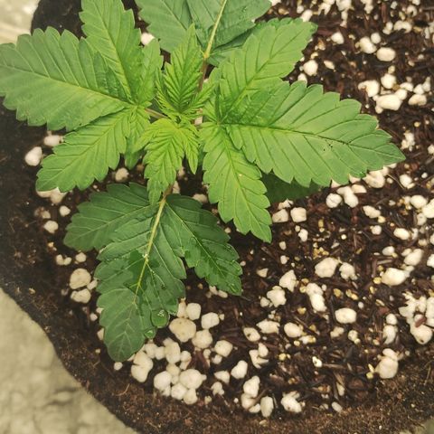 Gorilla growlog timeline photo