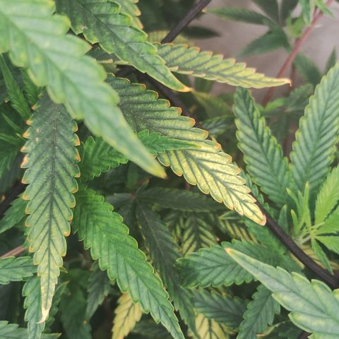 Ana growlog timeline photo