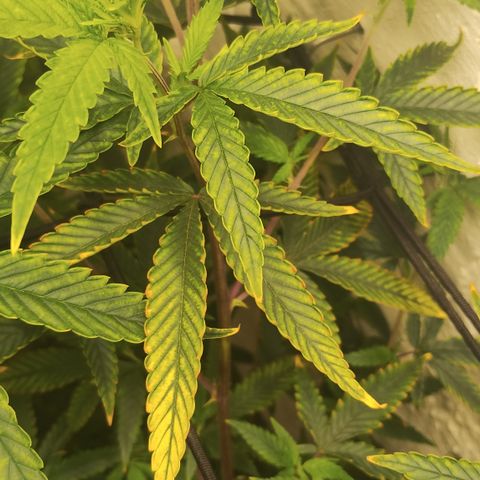 Ana growlog timeline photo