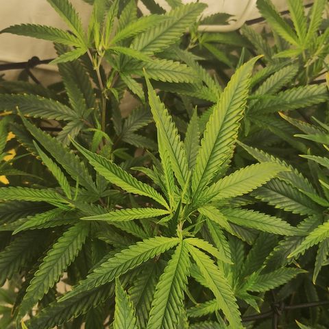 Joana growlog timeline photo