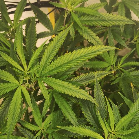 Joana growlog timeline photo