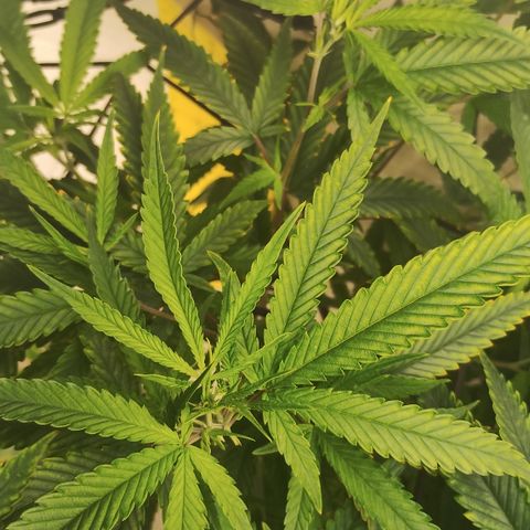 Joana growlog timeline photo