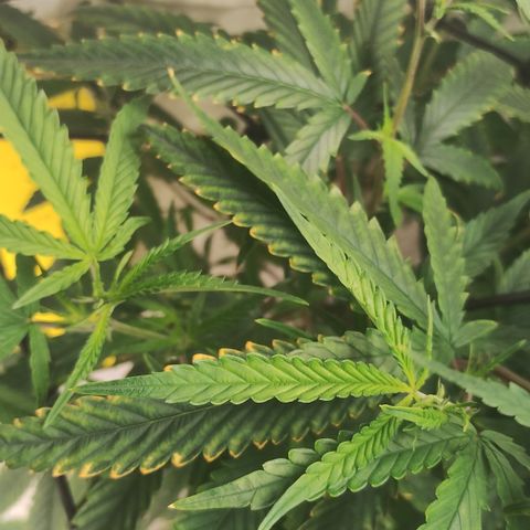 Joana growlog timeline photo