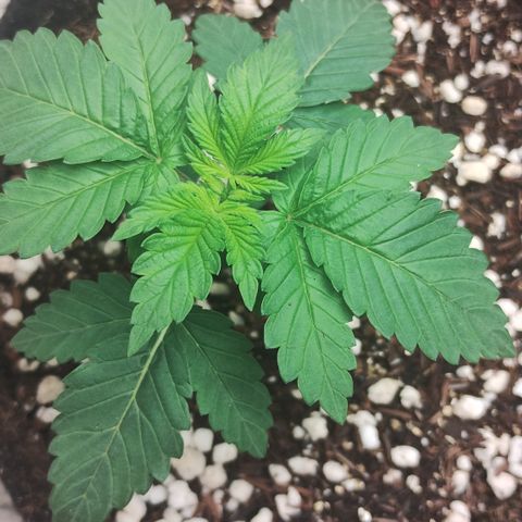 Gorilla growlog timeline photo