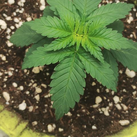 Girl scoout cokies growlog timeline photo